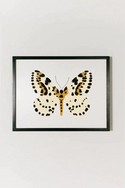 Monarch Butterfly Framed Art