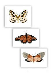 Monarch Butterfly Framed Art